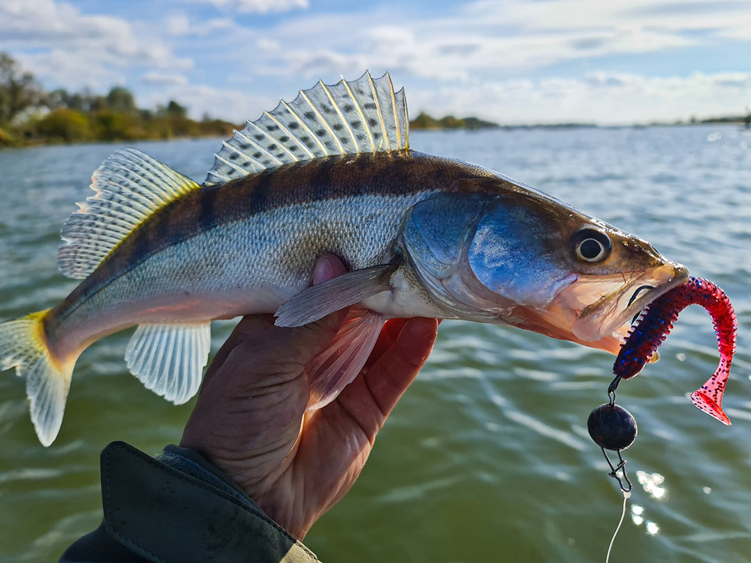 Отчёт с рыбалки с применением мягких приманок AKKOI CHASER