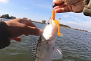 Жор судака — джиговая рыбалка с приманками AKKOI CHASER